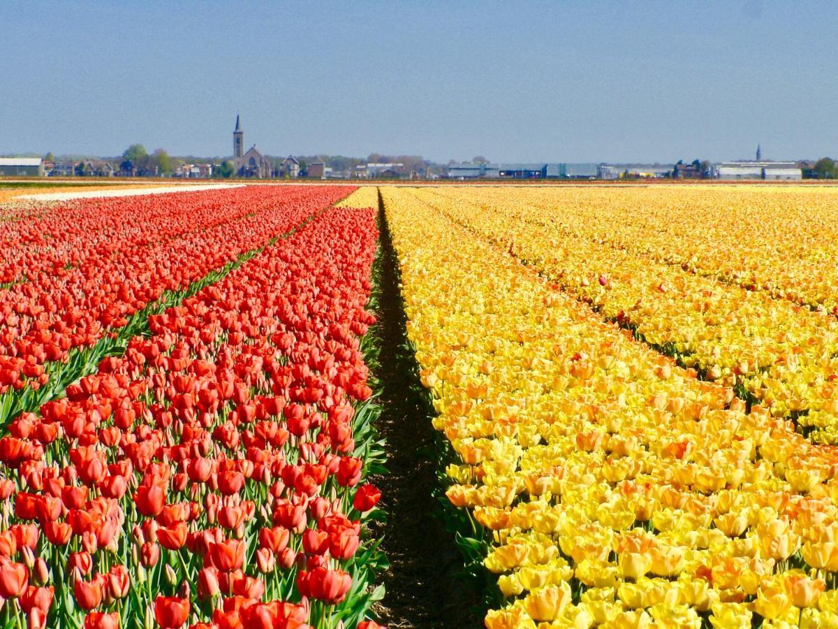Bed & Breakfast Tegenover De Molen Haarlem Ngoại thất bức ảnh