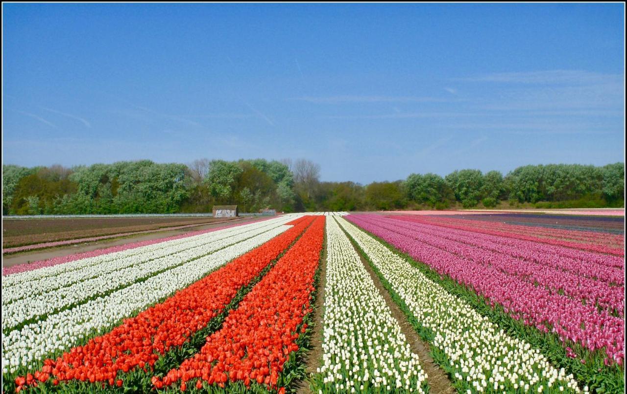 Bed & Breakfast Tegenover De Molen Haarlem Ngoại thất bức ảnh